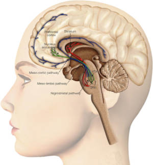 Picture of woman's brain showing dopamine pathways.  Image by Oscar Arias-Carrión et al, International Archives of Medicine 2014.