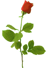 red rose