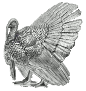 Silver Turkey awarded at 6 months